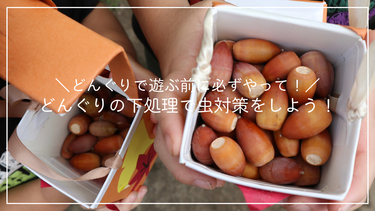 どんぐりの下処理で虫対策をしよう！のアイキャッチ画像